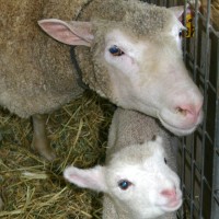 mom-and-daughter-sheep