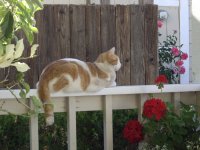 Chico_on_the_front_porch.JPG