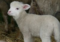 lamb-1-1023x723.jpg