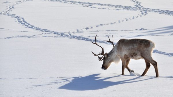 a reindeer walking in the snow, his shadow on the snow and footprints of other reindeer